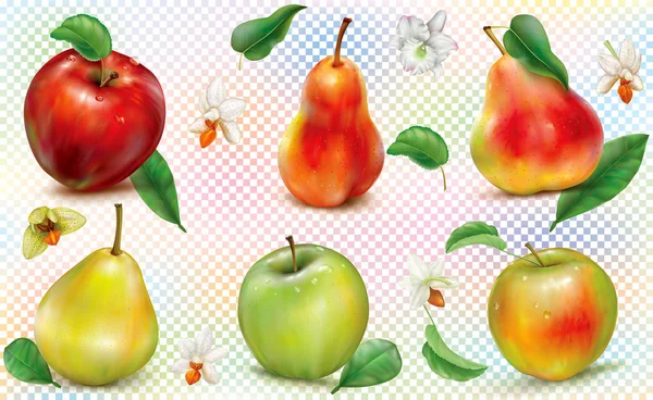 Manzanas y peras sobre fondo transparente — Vector de stock