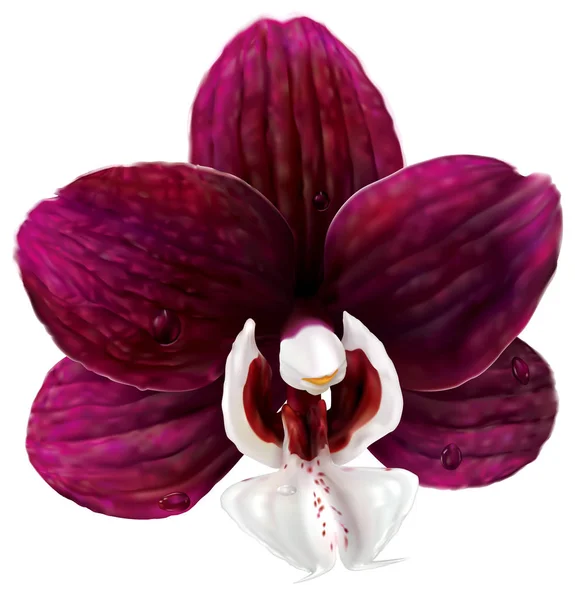 Ορχιδέα phalaenopsis Kaoda Twinkle — Διανυσματικό Αρχείο