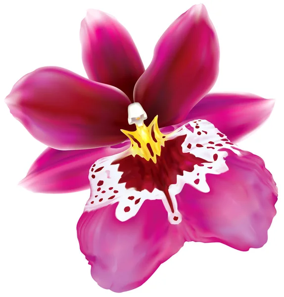 Берта Miltoniopsis поле орхідеї квітка — стоковий вектор