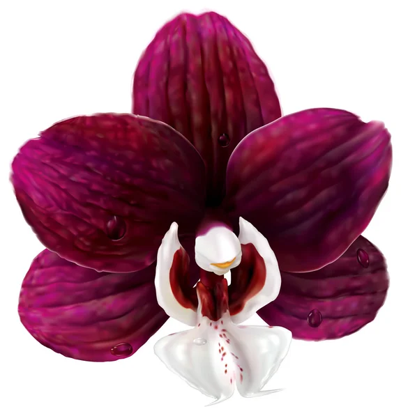 Орхідеї Фаленопсис Kaoda мерехтіння — стоковий вектор