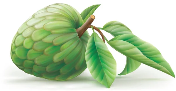 Annona cherimoya καρπούς με leafes — Διανυσματικό Αρχείο