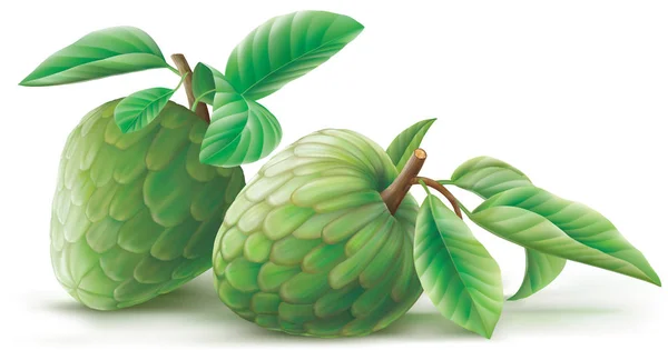 Annona solidniejszego owoce z leafes — Wektor stockowy