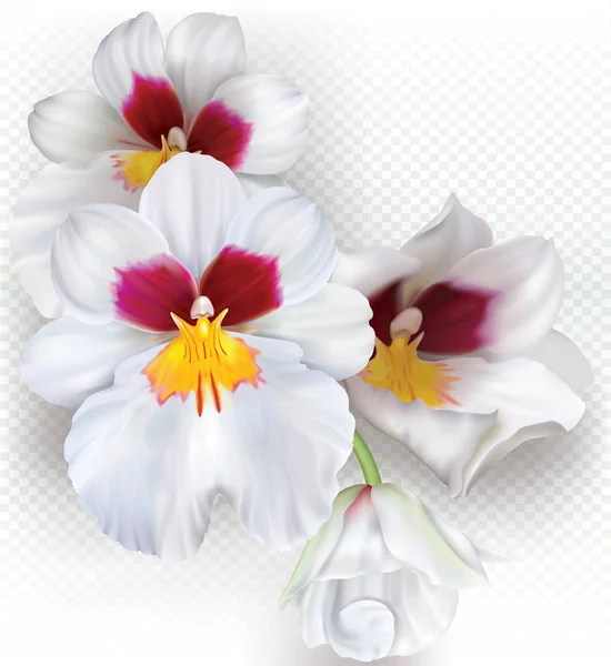 Orchid Flowers Miltoniopsis Herralexander Transparent Background Vector Illustration — Stock Vector