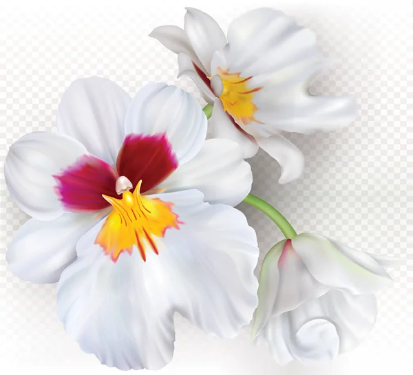 Orchideenblüten Miltoniopsis Herralexander Auf Transparentem Hintergrund Vektorillustration — Stockvektor