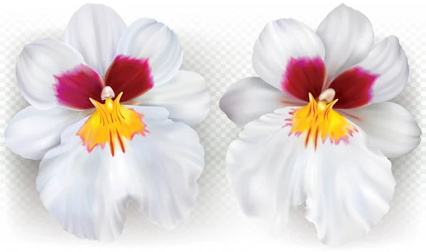 Miltoniopsis flores en un blanco — Vector de stock