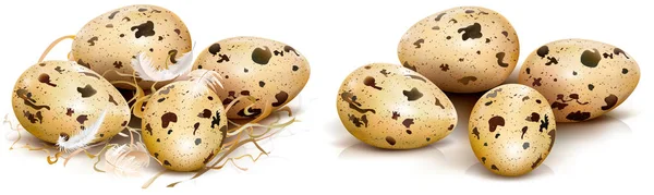 Huevos de codorniz — Vector de stock