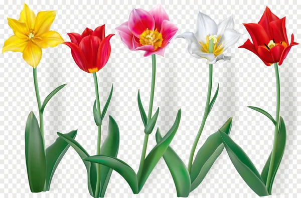 Tulipes colorées sur un fond transparent — Image vectorielle