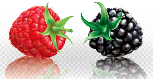 黑莓和覆盆子 — 图库矢量图片
