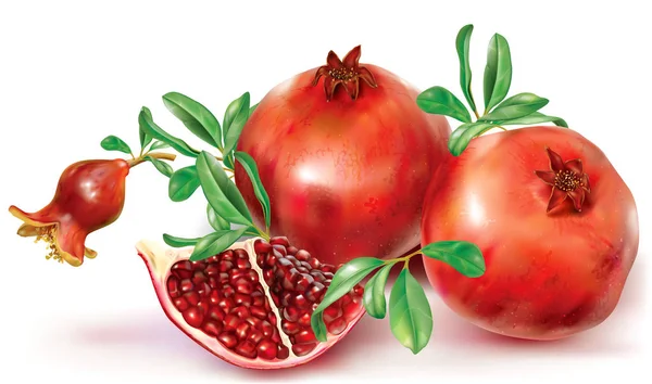 Frutti di melograno e frutta tagliata — Vettoriale Stock