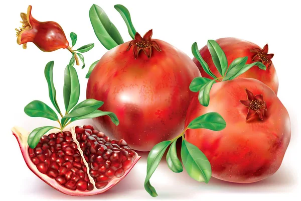 Frutti interi e in parte melograno — Vettoriale Stock
