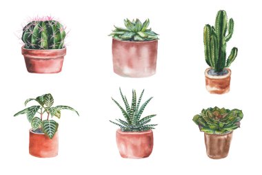 Suluboya çiçek bir tencerede. Kaktüsler ve succulents.