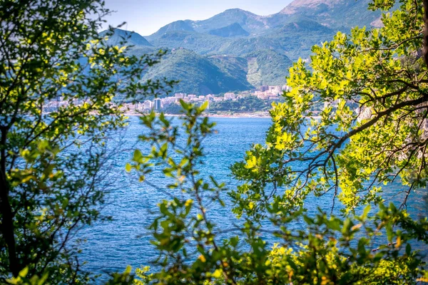 Θέα της παραλίας Milocer μέσα από δέντρα και γρασίδι κατά την ανατολή του ηλίου. Κλείνουν τα κωνοφόρα κλαδιά. Μπούντβα. Μαυροβούνιο — Φωτογραφία Αρχείου