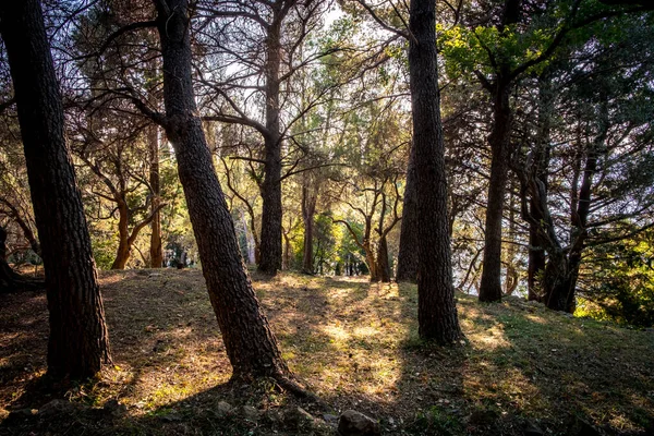 Dennenbos bij zonsondergang, Budva, Montenegro — Stockfoto