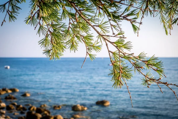 Conifer on the background of the sea in summer in Montenegro — 图库照片