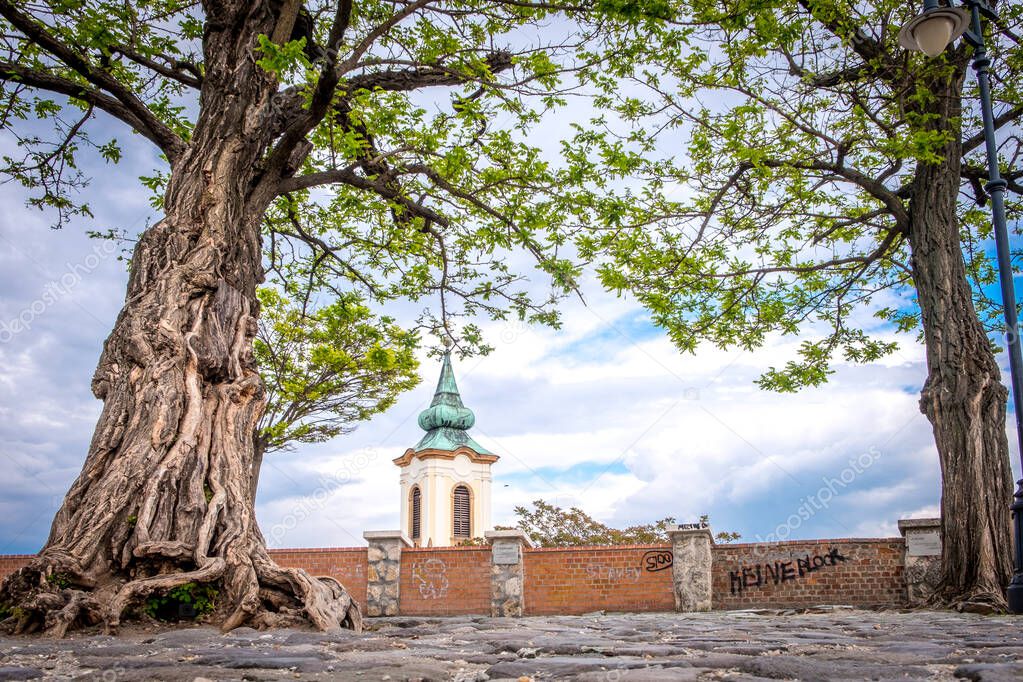 paved area with big old trees in SZENTENDRE, HUNGARY,