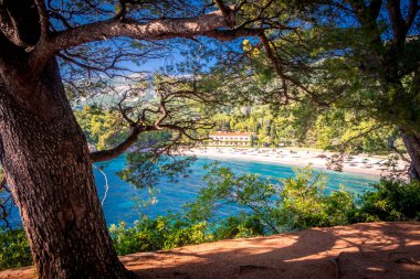 Güneşin doğuşunda ağaçların ve çimlerin arasından Milocer sahilinin manzarası. Kozalaklı dallar kapanıyor. Budva. Karadağ