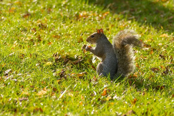 Close-up van een grijze eekhoorn in het park — Stockfoto