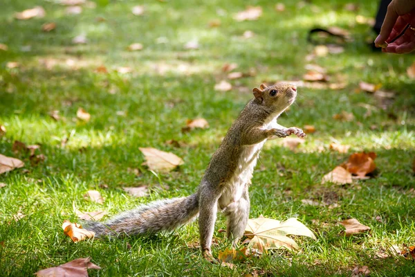 Grijze eekhoorn staat op achterpoten reikend naar de noten uit de hand van de vrouw — Stockfoto
