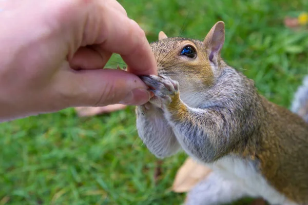 Close-up grijze eekhoorn eet walnoot uit de hand van de vrouw. — Stockfoto