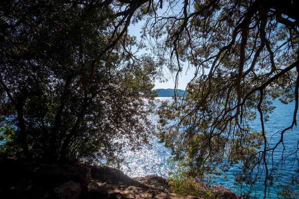 Güneşin doğuşunda ağaçların ve çimlerin arasından Milocer sahilinin manzarası. Kozalaklı dallar kapanıyor. Budva. Karadağ — Stok fotoğraf