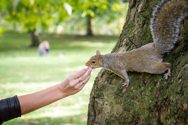 Grijze eekhoorn eet walnoot uit de hand van de vrouw. — Stockfoto