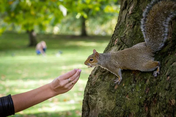 Grijze eekhoorn eet walnoot uit de hand van de vrouw. — Stockfoto