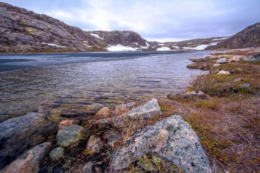 Barents Denizi kıyısında kahverengi yosunlarla kaplı büyük yuvarlak kesim taşlar..
