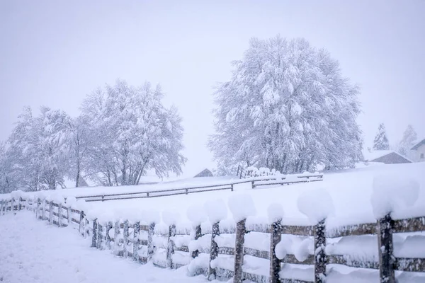 Зимний пейзаж в городе Нойстифт в долине Стубай в Австрии. Снежные деревья после сильного снегопада — стоковое фото