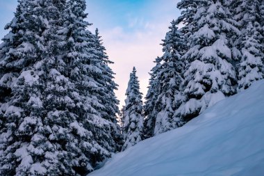 Stubai Vadisi, Tirol, Avusturya 'da kar kaplı ağaçlarla kaplı güzel kış manzarası