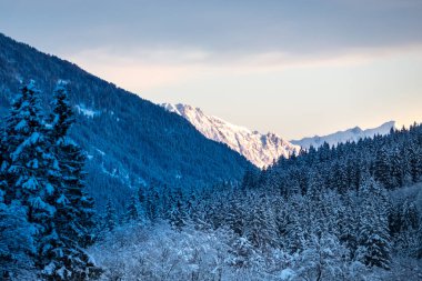 Stubai Vadisi, Tirol, Avusturya 'da karla kaplı ağaçlar ve dağlarla güzel kış manzarası