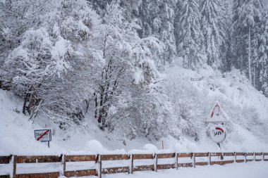 Avusturya 'nın Stubai Vadisi' ndeki Neustift kasabasında kış manzarası. Yoğun kar yağışından sonra karlı ağaçlar