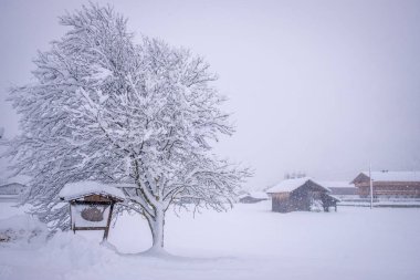 Avusturya 'nın Stubai Vadisi' ndeki Neustift kasabasında kış manzarası. Yoğun kar yağışından sonra karlı ağaçlar