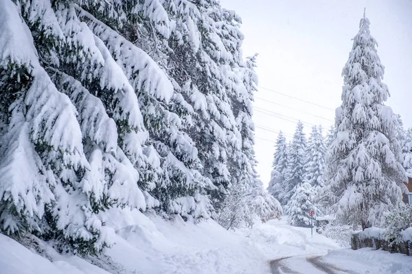 Зимний пейзаж в городе Нойстифт в долине Стубай в Австрии. Заснеженные деревья после сильного снега — стоковое фото