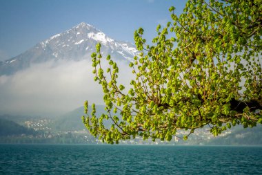 Tunersee Gölü 'ndeki Alp manzarası. Gölün arka planındaki ağaç ve Niesen zirvesi