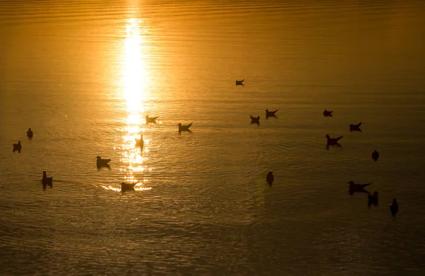 Seagulls on Lake Chiemsee at sunset. Bavaria. Germany — Stock Photo, Image