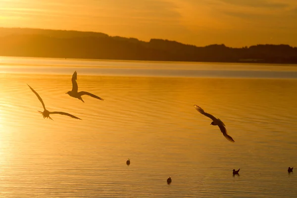 Möwen am Chiemsee bei Sonnenuntergang. Bayern. Deutschland — Stockfoto