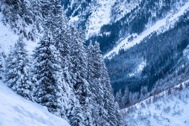 Stubai Vadisi, Tirol, Avusturya 'da kar kaplı ağaçlarla kaplı güzel kış manzarası