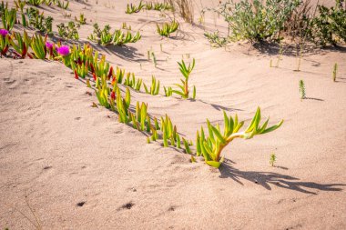 Fas 'ta Athlantik Okyanusu üzerindeki kum tepeciklerinin maliyetine bak