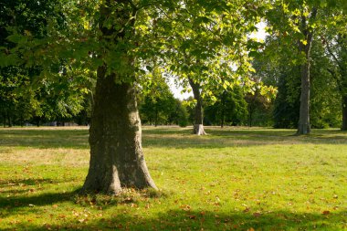 Hyde Park Sonbaharda, Londra