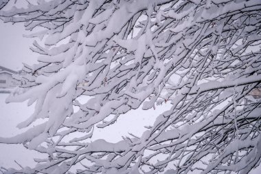 Avusturya 'nın Stubai Vadisi' ndeki Neustift kasabasında kış manzarası. Yoğun kar yağışından sonra karlı ağaçlar