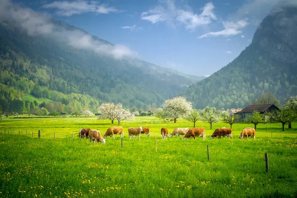 Alp çayırındaki inek. İsviçre ikonu, Interlaken, İsviçre Alpleri.