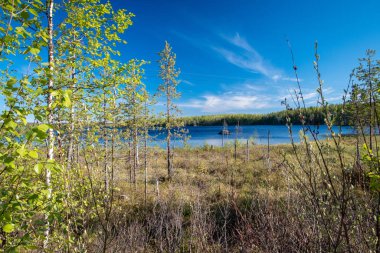 Rus kuzey manzarası. Kola Yarımadası, Kuzey Kutbu. Murmansk bölgesi