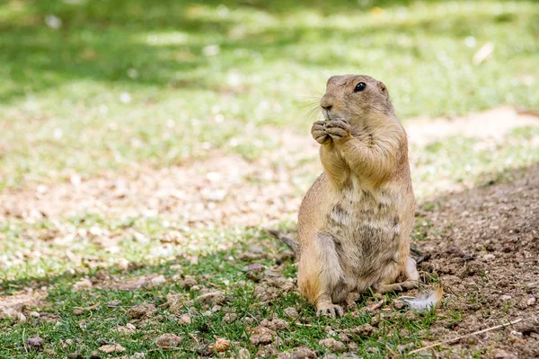 Een marmot in een gat Nieuwsgierig — Stockfoto