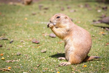 Bir Marmot Delikte Garip bir şekilde Bakıyor