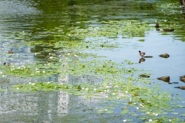 Kaliningrad 'ın merkezindeki Pregolya Nehri' nden geçen bir tekne.