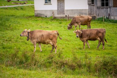 Avusturyalı inekler tarlada otluyor
