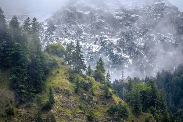 晨雾中的云杉树和高山 — 图库照片