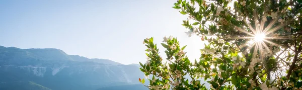 Солнце сквозь деревья у моря. Пейзаж в Черногории — стоковое фото