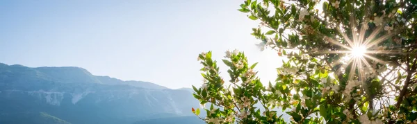 Die Sonne durch die Bäume gegen das Meer. Landschaft in Montenegro — Stockfoto