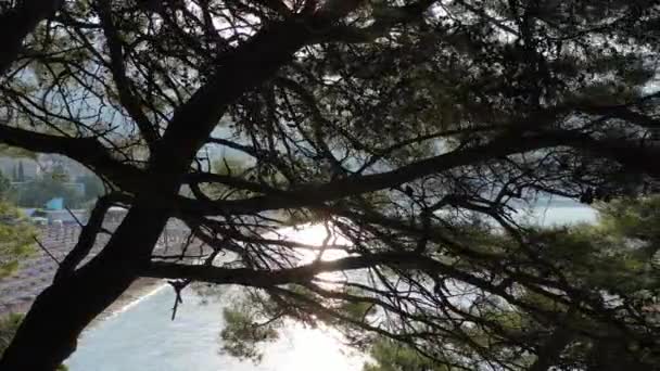 Lentamente Atravesando Bosque Amanecer Día Verano Con Luz Parpadeando Través — Vídeos de Stock